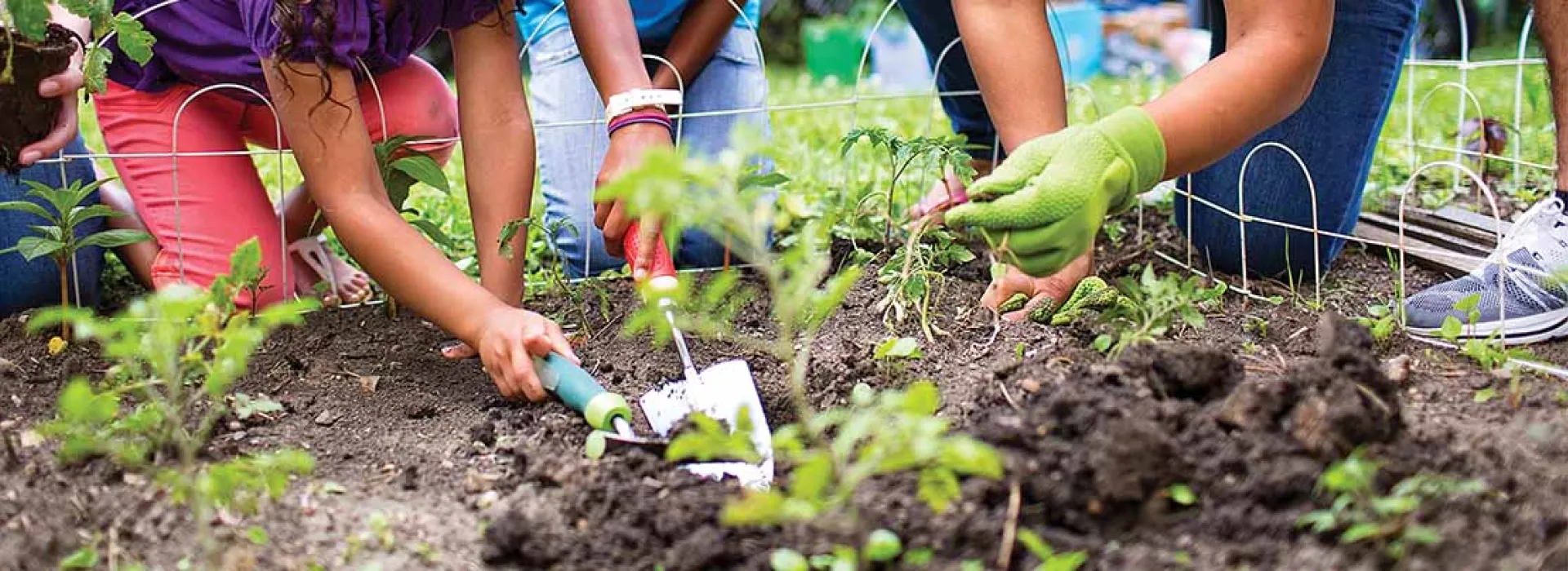 Gardening and growing at the Y.